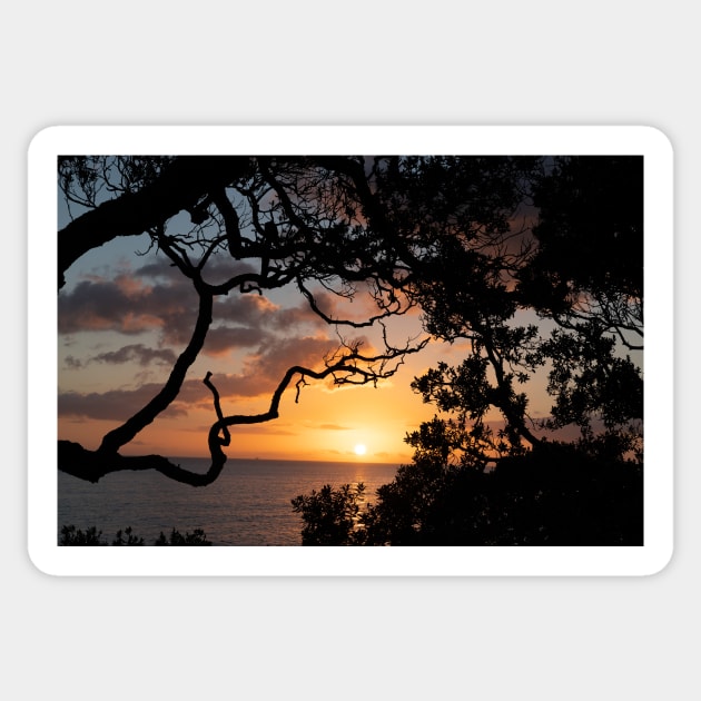Sunrise over coast framed by silhouette foliage of pohutukawa tree on edge of slope. Sticker by brians101